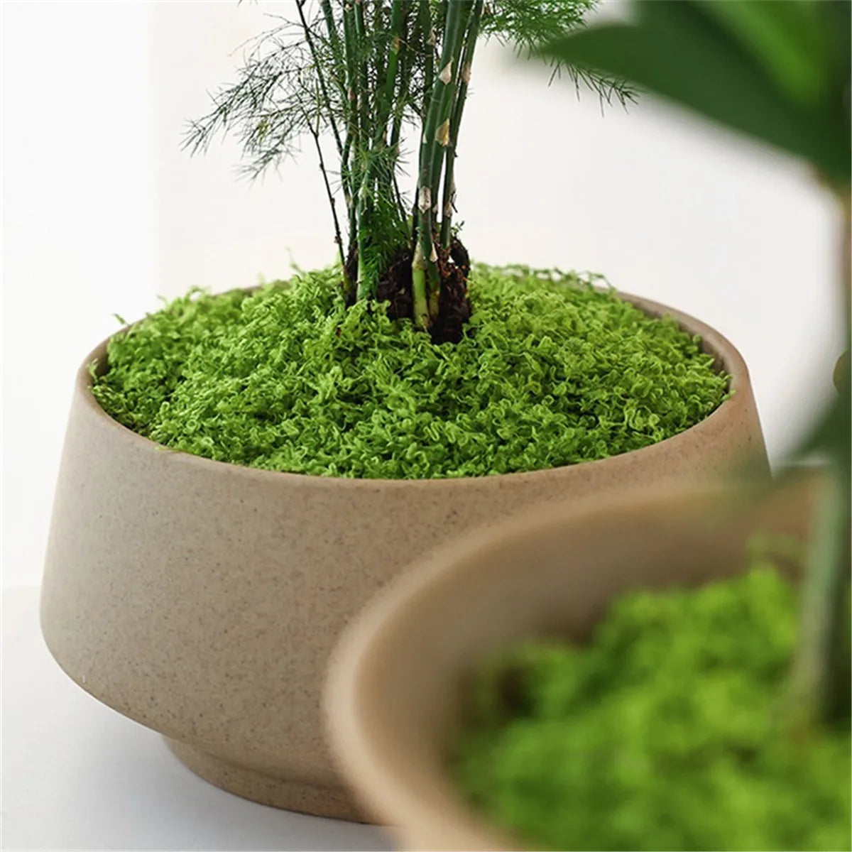 50g Fake Moss DIY Crafts Grass Artificial Moss Faux Preserved Moss